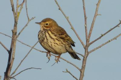 Pipit farlouse