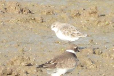 Calidris minuta