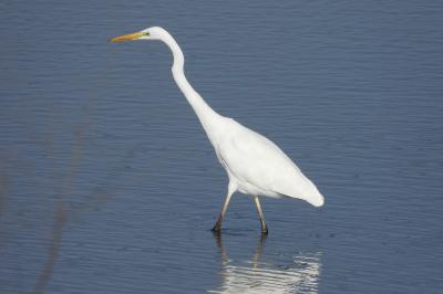 Grande Aigrette