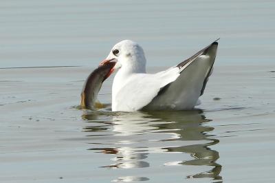 Mouette rieuse