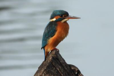 Martin-pêcheur d'Europe
