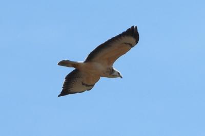 Buse variable
