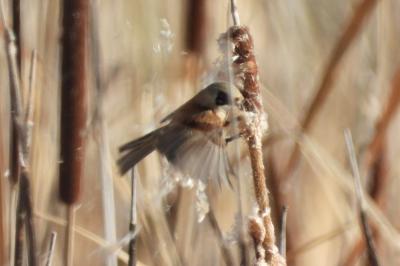 Rémiz penduline