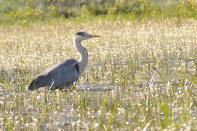 Ardea cinerea