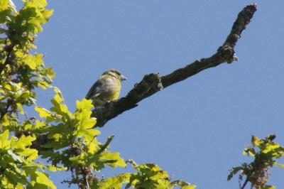 Chloris chloris