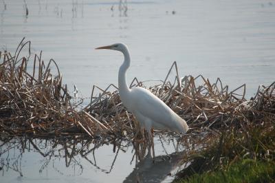 Ardea alba
