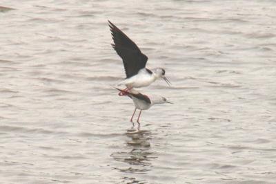 Himantopus himantopus