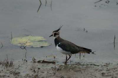 Vanellus vanellus