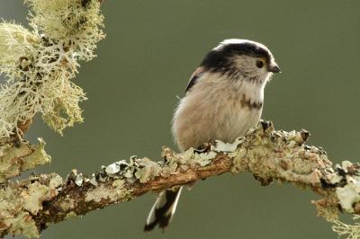 Aegithalos caudatus