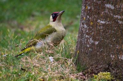 Picus viridis