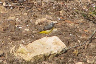 Motacilla cinerea