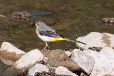 Motacilla cinerea