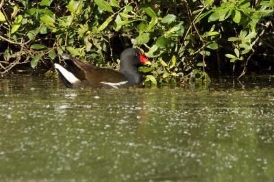 Gallinula chloropus
