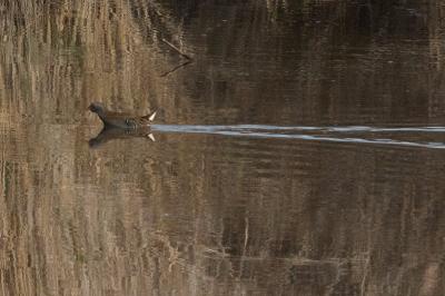 Rallus aquaticus