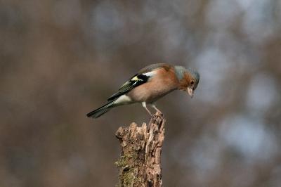 Fringilla coelebs