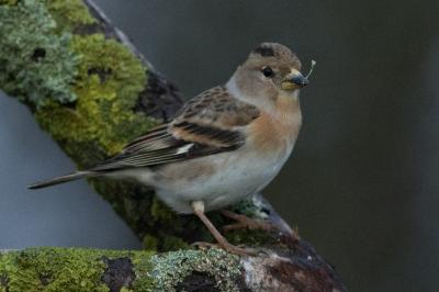Fringilla montifringilla