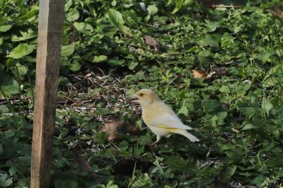 Chloris chloris