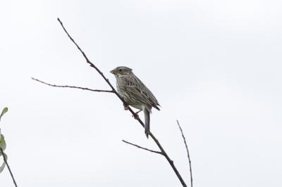 Emberiza calandra