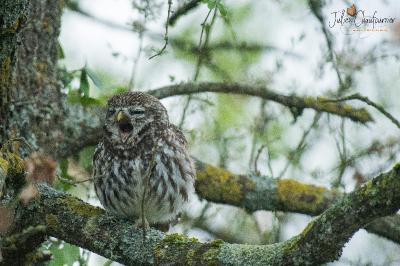 Athene noctua