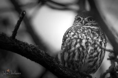 Athene noctua