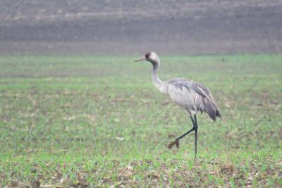 Grus grus