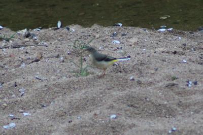Motacilla cinerea