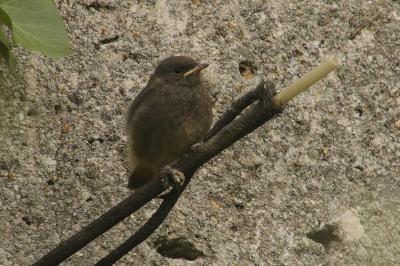 Phoenicurus ochruros