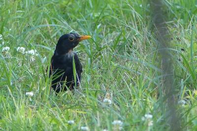 Turdus merula