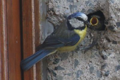 Cyanistes caeruleus