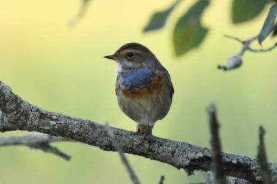 Luscinia svecica