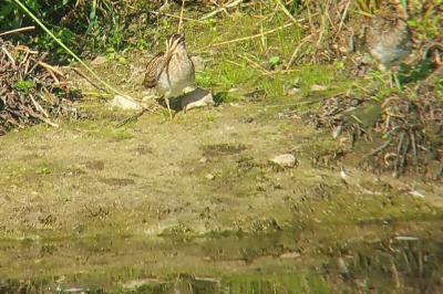 Gallinago gallinago