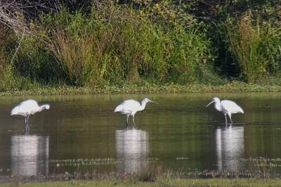 Platalea leucorodia