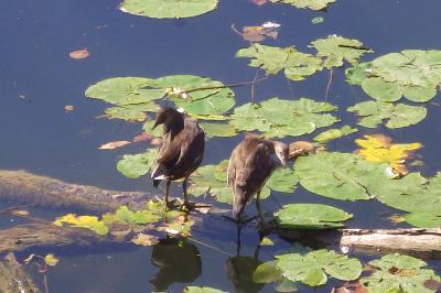 Gallinula chloropus