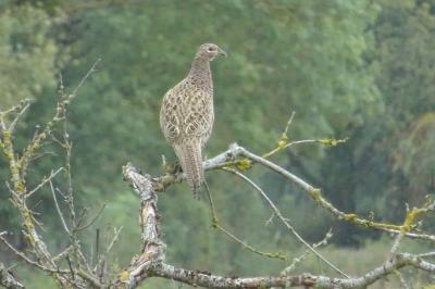 Phasianus colchicus