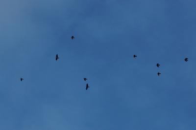 Corvus monedula