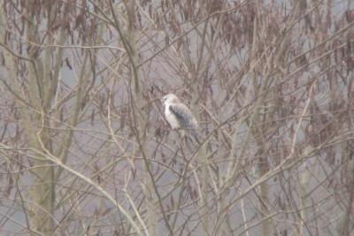 Elanus caeruleus