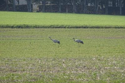 Grus grus