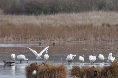 Platalea leucorodia