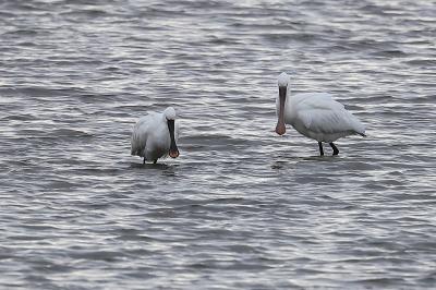 Platalea leucorodia