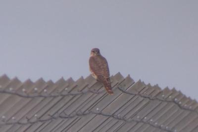 Falco columbarius