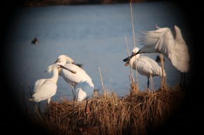 Platalea leucorodia