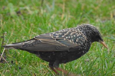 Sturnus vulgaris