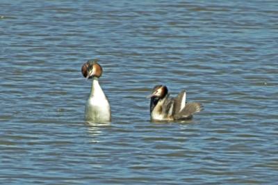 Podiceps cristatus