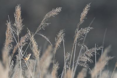 Cisticola juncidis