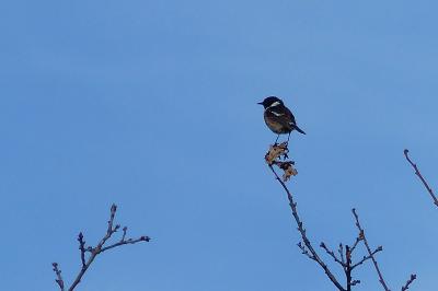 Saxicola rubicola