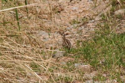 Alectoris rufa
