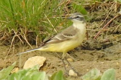 Motacilla flava