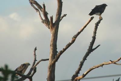 Buteo buteo