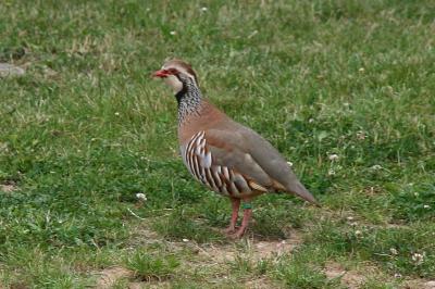 Alectoris rufa