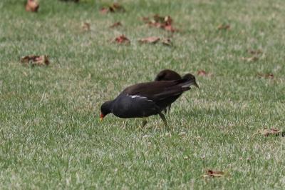 Gallinula chloropus